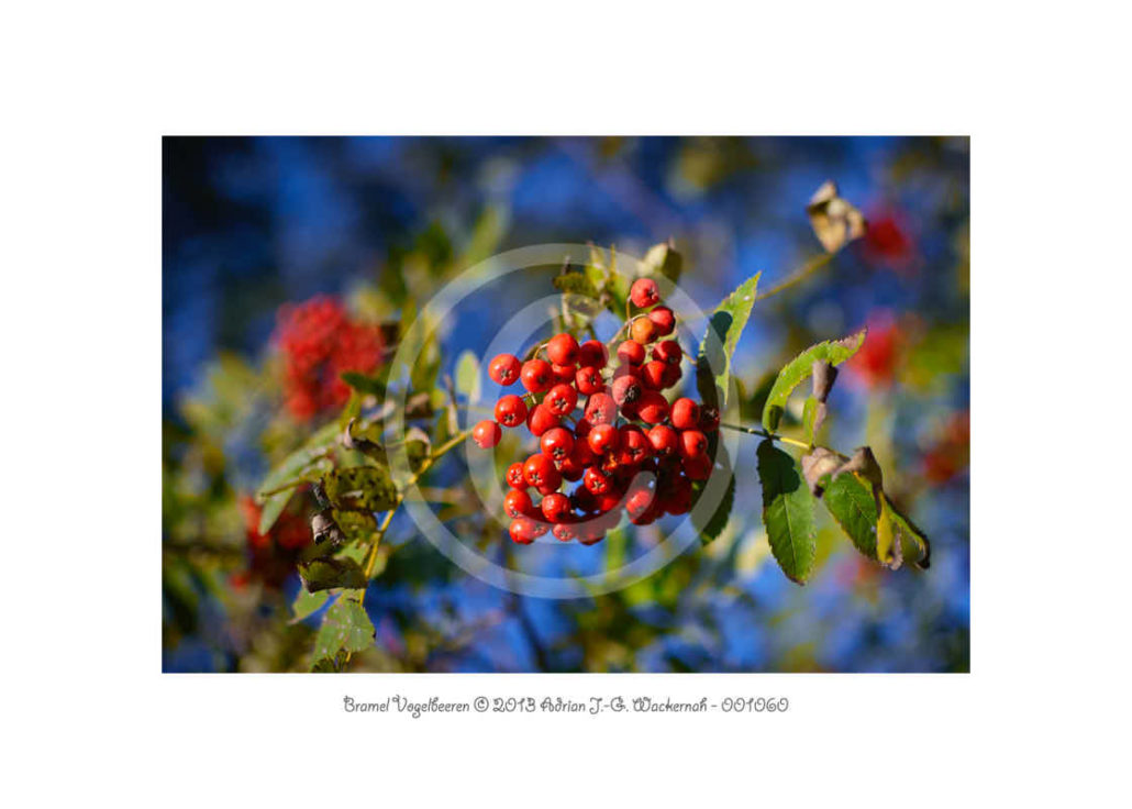 Rote Beeren 18x13 cm Fineartpapier