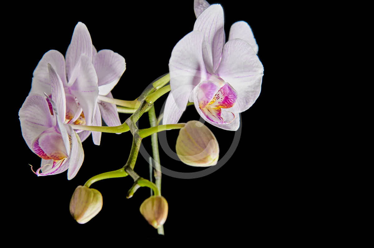 Wandbild Edition Orchidea 2