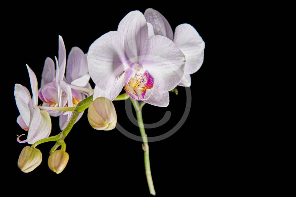 Edition Orchidea 3 · 40x30 cm im 50x40 cm Passepartout