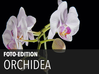 2014 Orchidea
