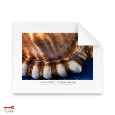 Edition Tritonshorn I · 50x40 cm Hahnemühle William Turner