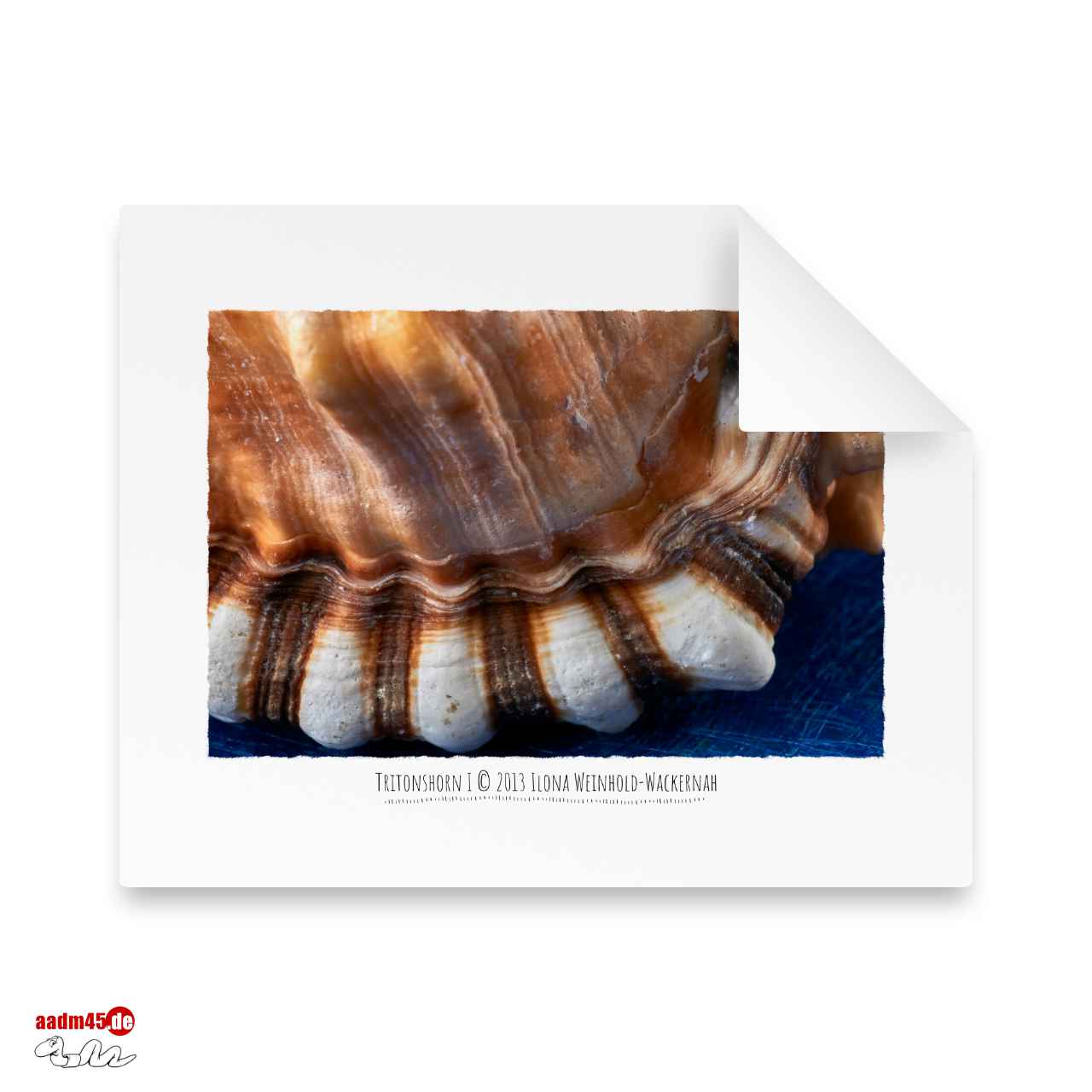 Edition Tritonshorn I · 50x40 cm Hahnemühle William Turner