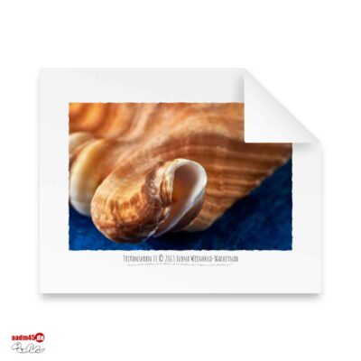 Edition Tritonshorn II · 50x40 cm Hahnemühle William Turner