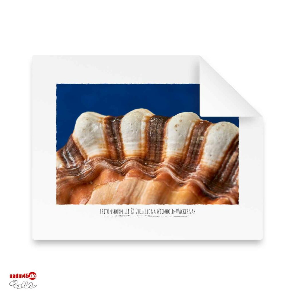 Edition Tritonshorn III · 50x40 cm Hahnemühle William Turner