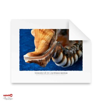 Edition Tritonshorn IV · 50x40 cm Hahnemühle William Turner