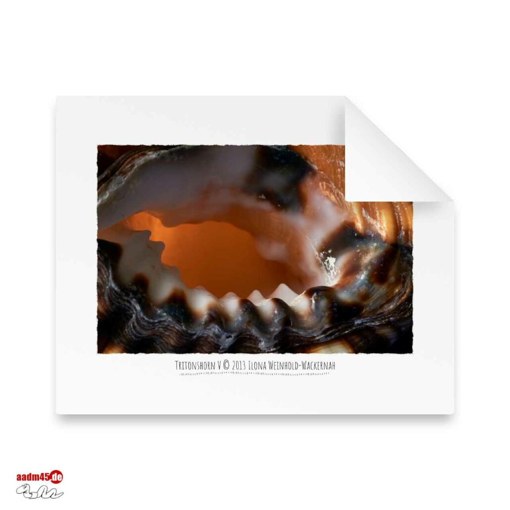 Edition Tritonshorn V · 50x40 cm Hahnemühle William Turner
