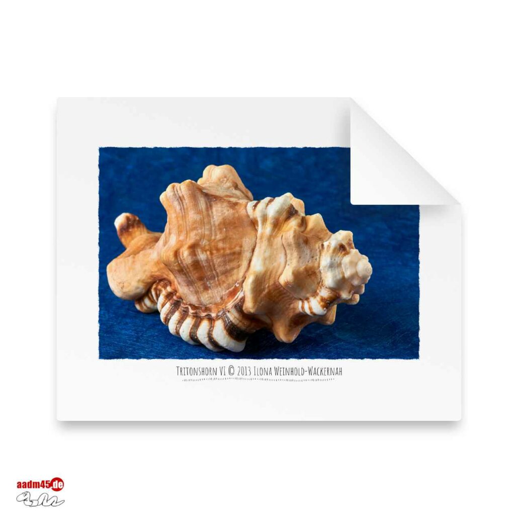 Edition Tritonshorn VI · 50x40 cm Hahnemühle William Turner