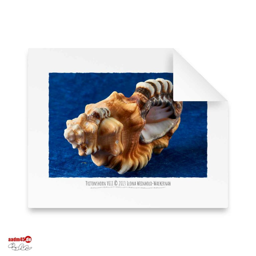 Edition Tritonshorn VIII · 50x40 cm Hahnemühle William Turner