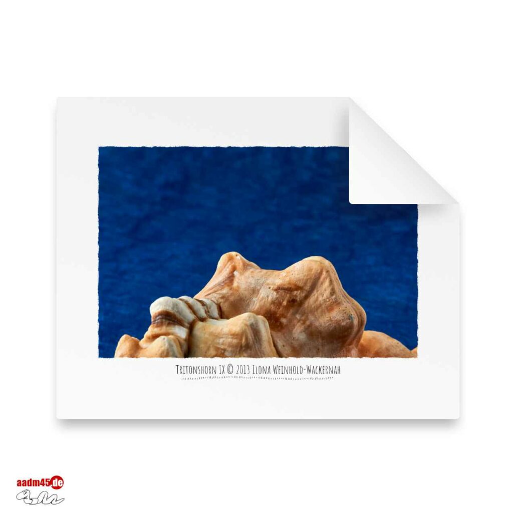 Edition Tritonshorn IX · 50x40 cm Hahnemühle William Turner