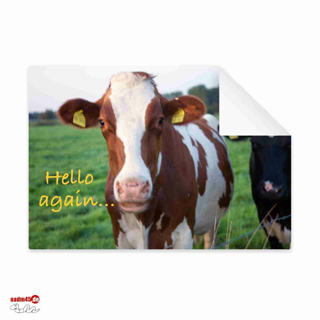 Postkarte Kuh Hello again …